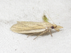 Bandera binotella