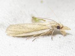 Bandera binotella