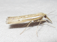 Thaumatopsis pectinifer