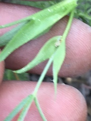 Trifolium eriocephalum