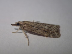 Eudonia pallida