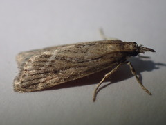 Eudonia pallida