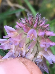 Trifolium eriocephalum