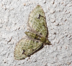 Chloroclystis v-ata