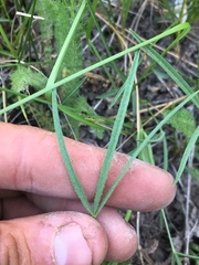 Trifolium eriocephalum