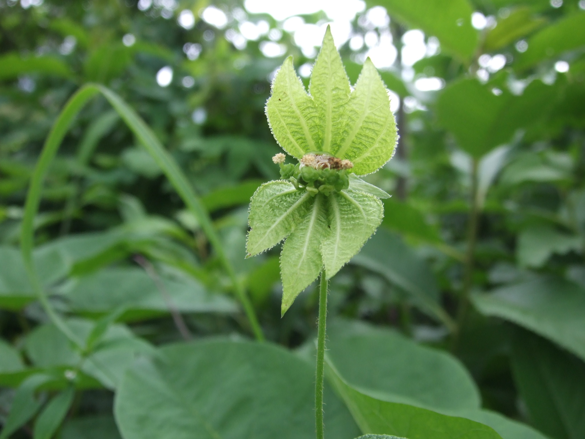 Dalechampia scandens image