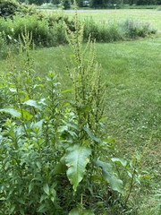 Rumex obtusifolius obtusifolius