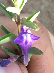 Scutellaria angustifolia