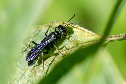 Blue mud dauber