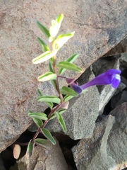 Scutellaria angustifolia