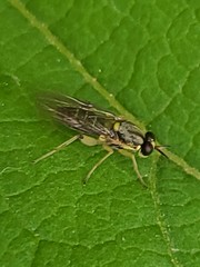 Solva pallipes