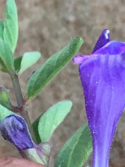 Scutellaria angustifolia