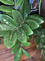 Zamioculcas