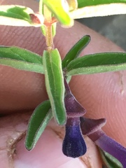 Scutellaria angustifolia