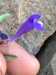 Scutellaria angustifolia