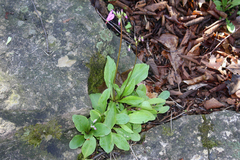 Primula fassettii
