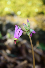 Primula fassettii