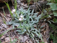 Convolvulus lineatus