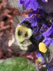Bombus bimaculatus
