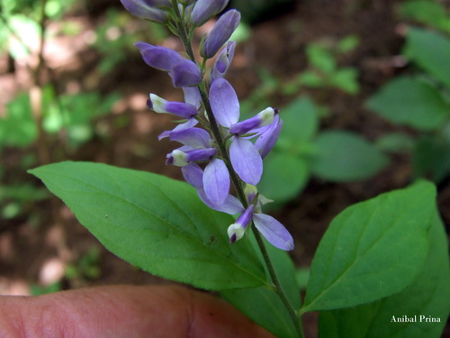 Hebecarpa caracasana image