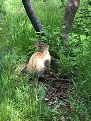 Sylvilagus floridanus