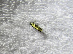 Ethmia quadrillella