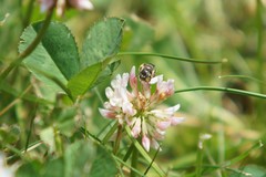 Calliopsis andreniformis