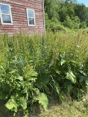 Rumex obtusifolius obtusifolius