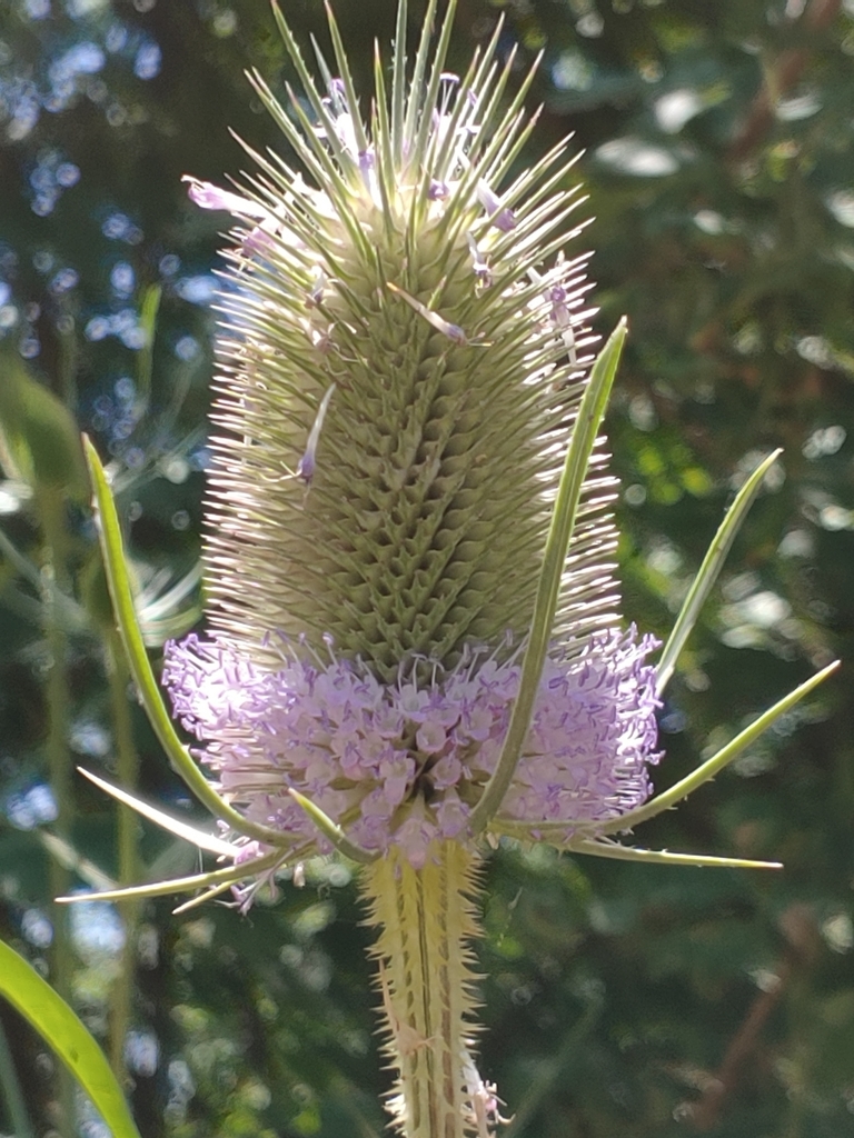 Scabious subfamily