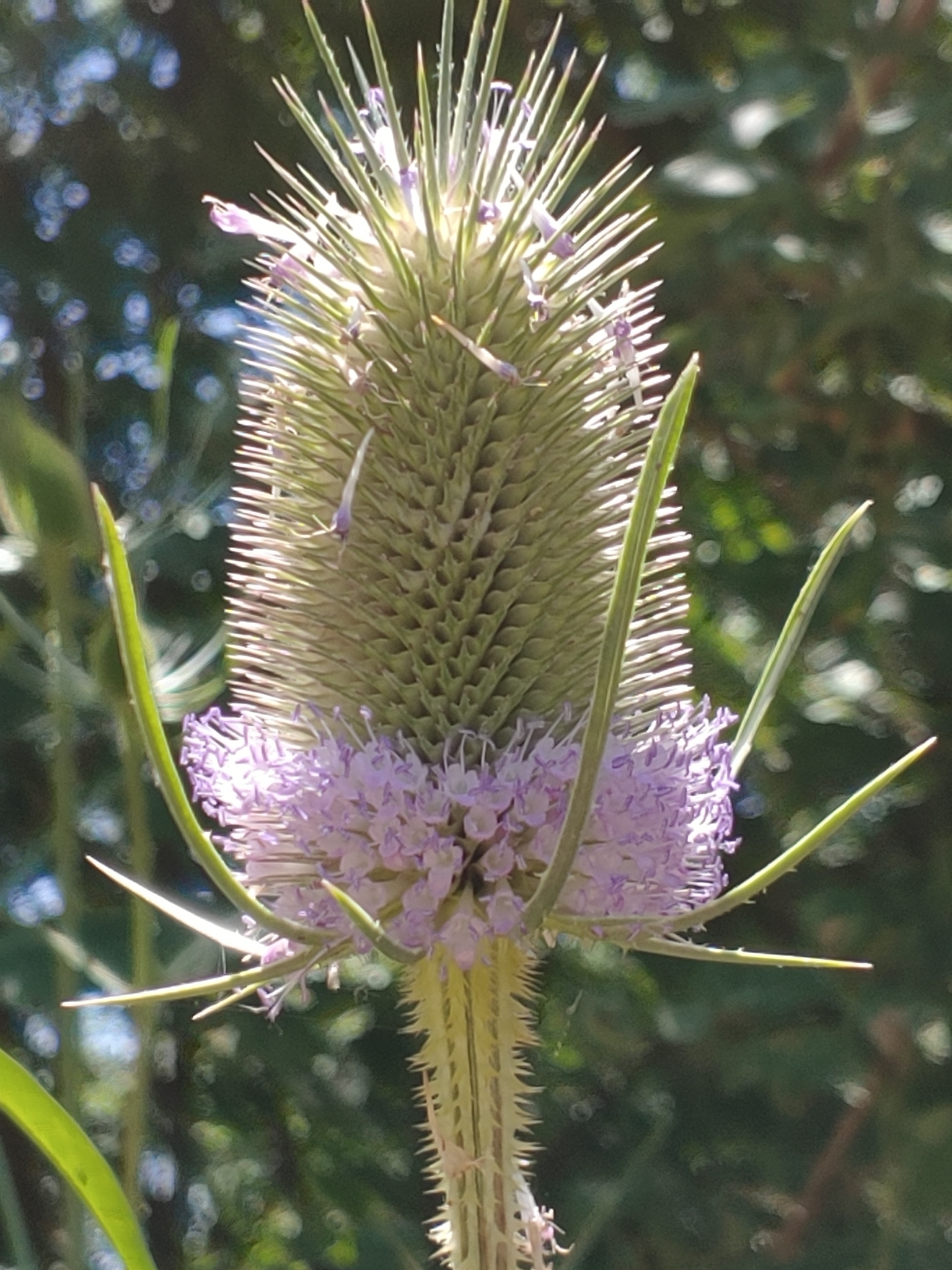 Dipsacaceae