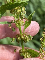 Rumex obtusifolius obtusifolius