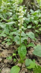 Pyrola minor