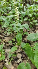 Pyrola minor