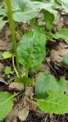 Pyrola minor