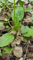Pyrola minor