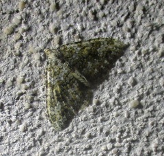 Coenotephria ablutaria