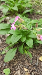 Silene dioica