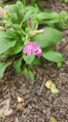 Silene dioica