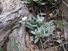Convolvulus lineatus