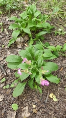 Silene dioica
