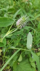 Trifolium medium
