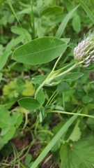 Trifolium medium