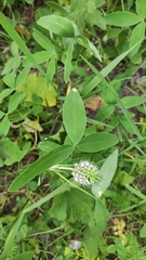 Trifolium medium