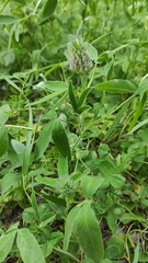Trifolium medium