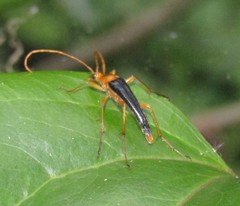Strangalia bicolor