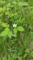 Stellaria graminea