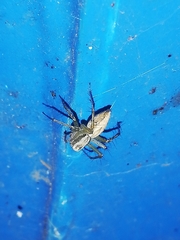 Oxyopes lineatus