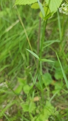 Stellaria graminea