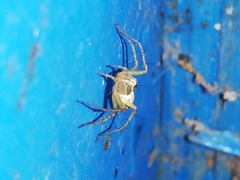 Oxyopes lineatus