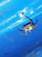Oxyopes lineatus